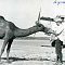 История аэропорта в фотографиях и лицах 